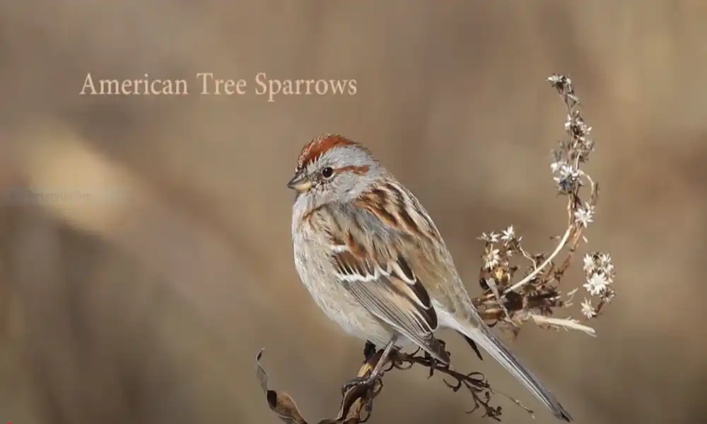 American Tree Sparrow