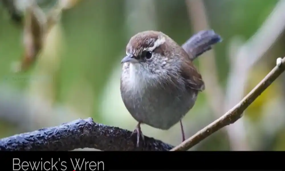 Bewick's Wren