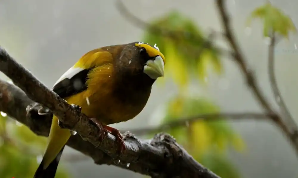 Evening Grosbeak