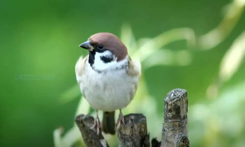 House Sparrow