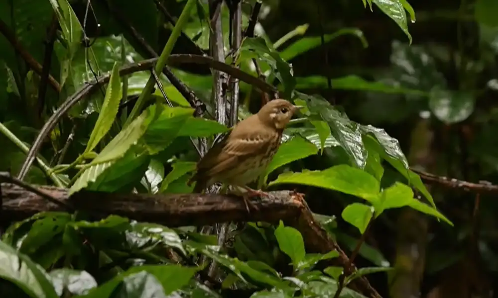 Olive Backed Pipit