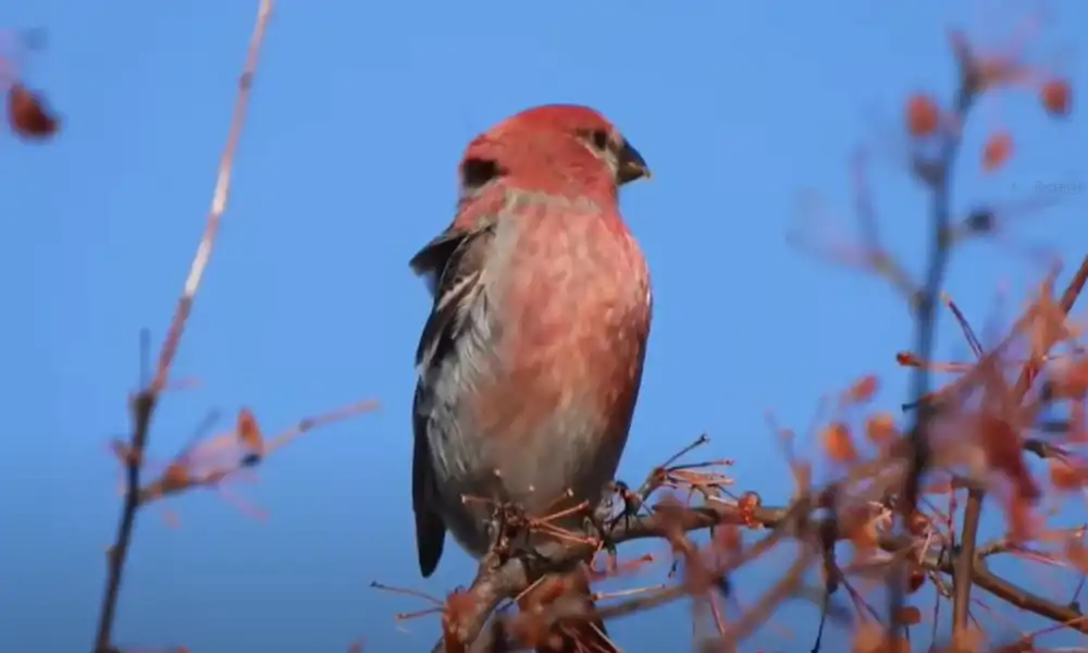 Pine Grosbeak