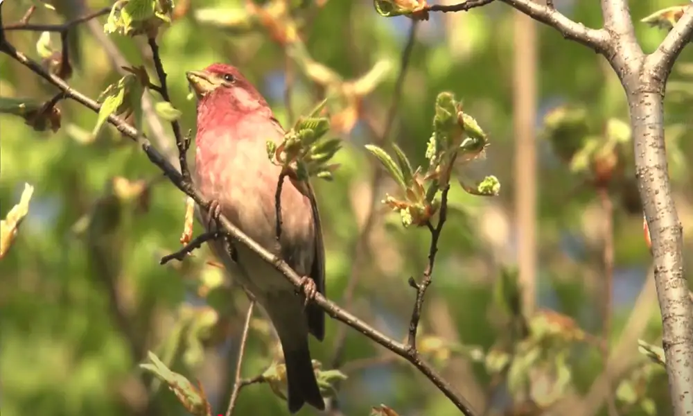 Purple Finch