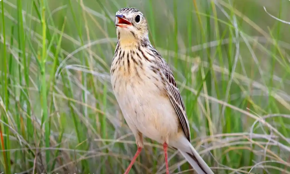 Sprague’s pipit