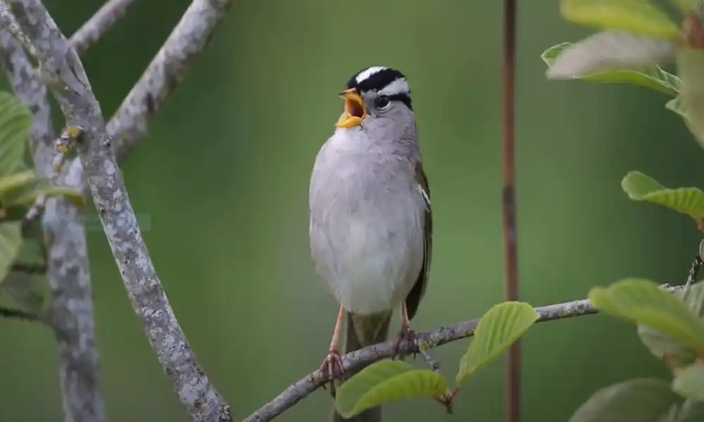 White-Crowned Sparrow