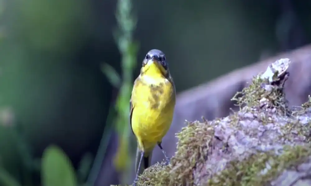 Yellow Wagtail