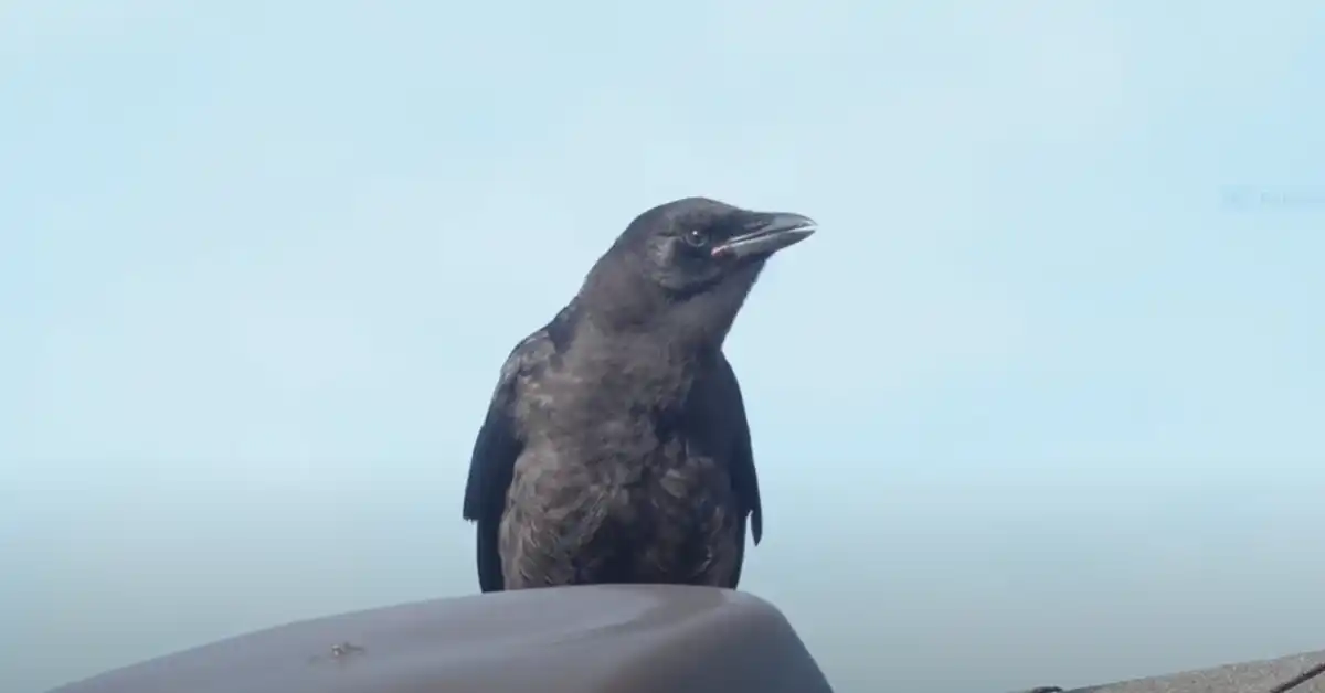 When Do Crows Have Babies