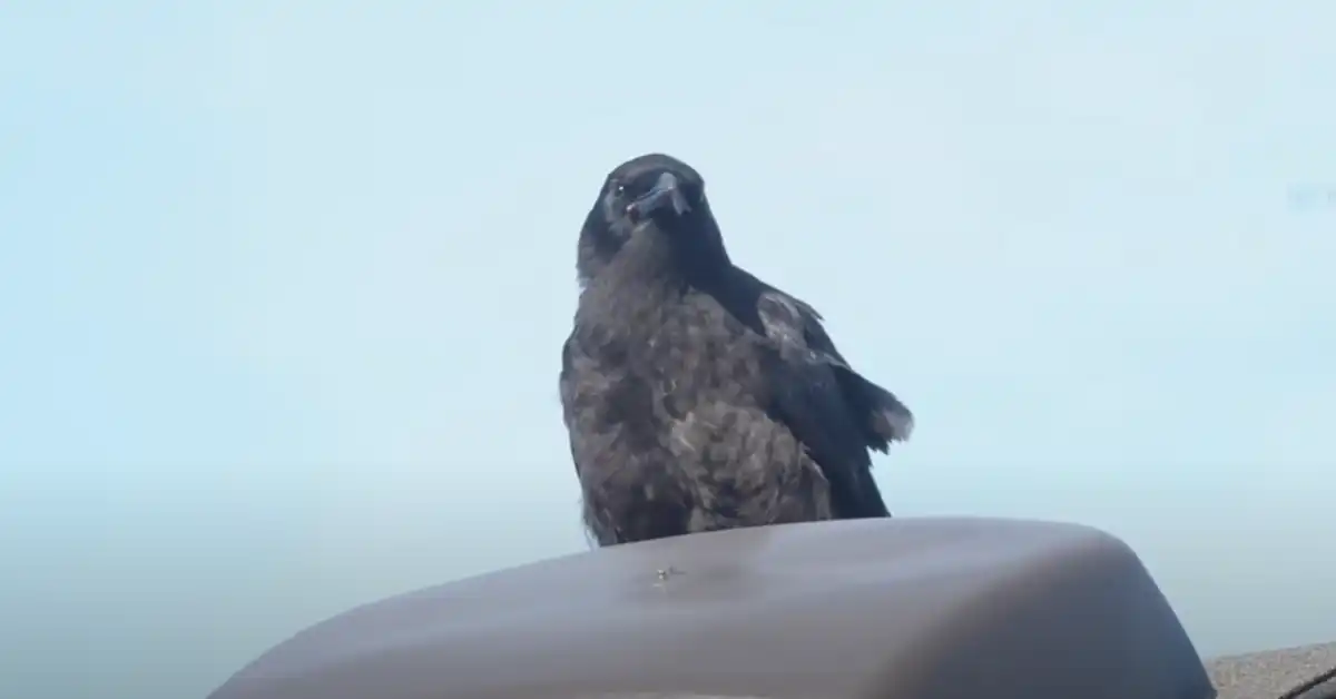 Sounds That Scare Crows