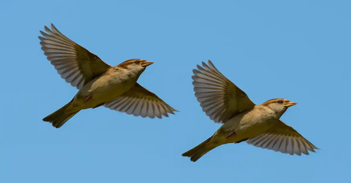 2 Birds Flying Together