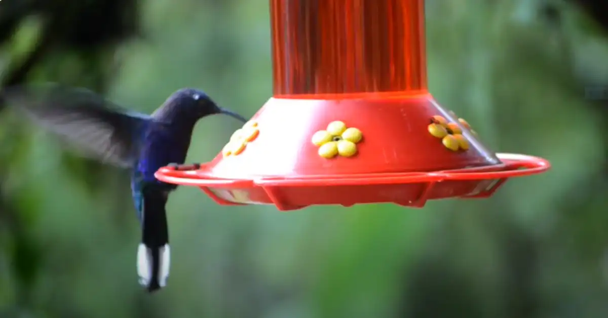 Why Do Hummingbirds Fly So Fast