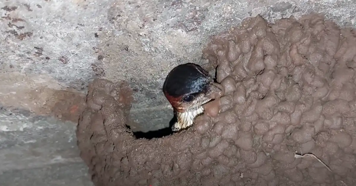 What Bird Builds Mud Nests