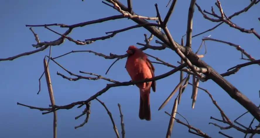 What Attracts Red Birds