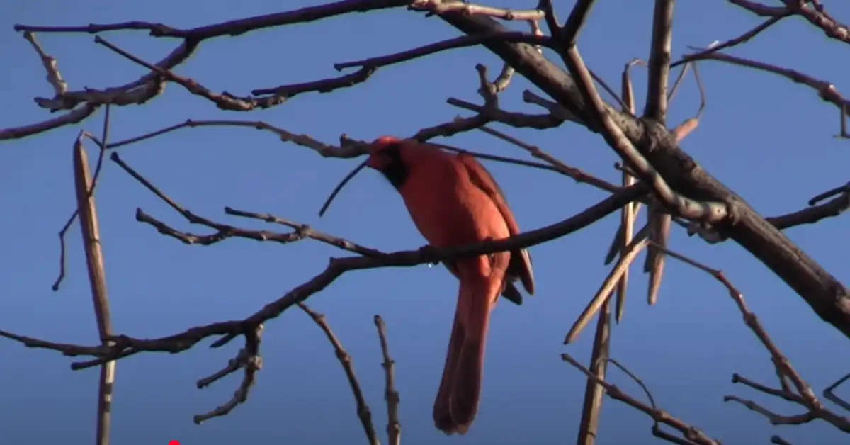 What Attracts Red Birds