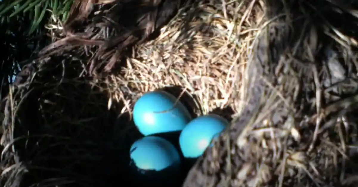 Blue Green Eggs What Bird