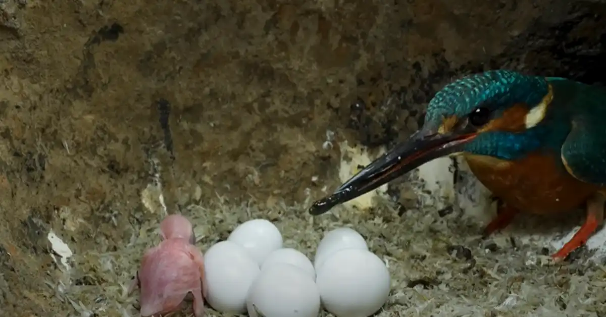 What Animal Lays Eggs Besides a Bird