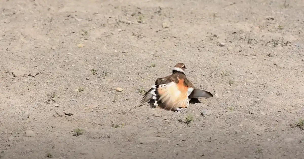Bird Broken Wing What to Do