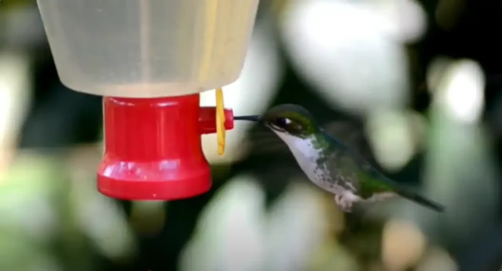Why Do Hummingbirds Fly So Fast