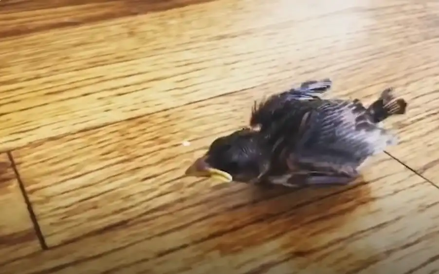 Baby Bird on the Ground What to Do