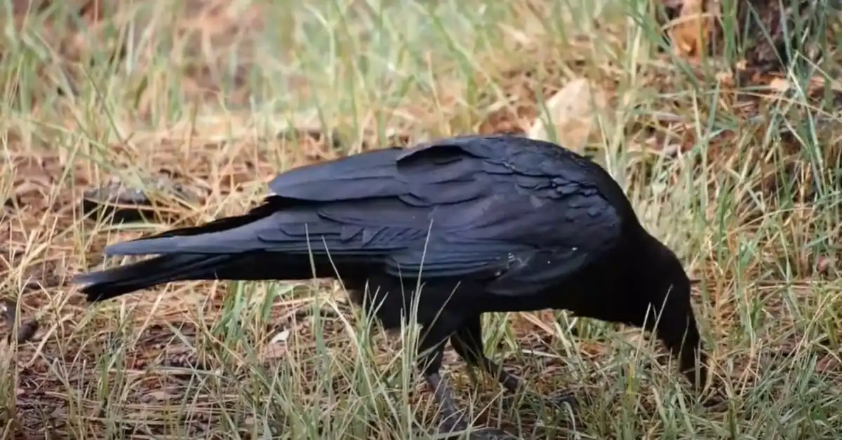 What Are Birds Eating in the Grass