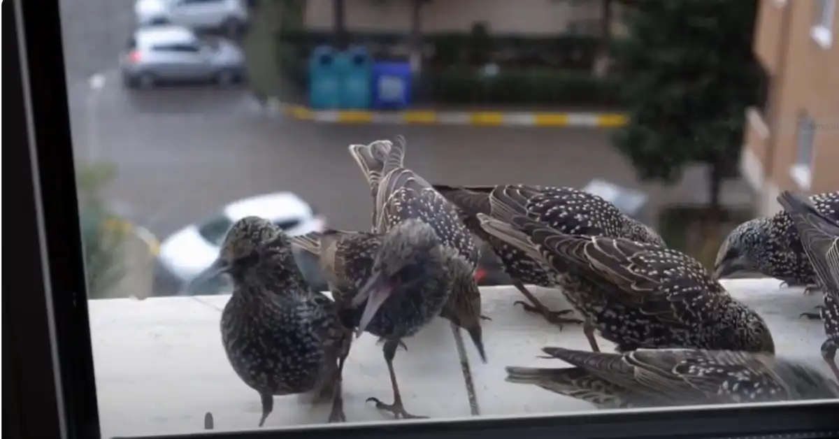 Bird Hitting Window What to Do