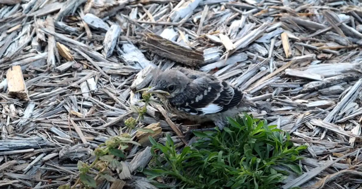 Bird Fallen Out of Nest What to Do