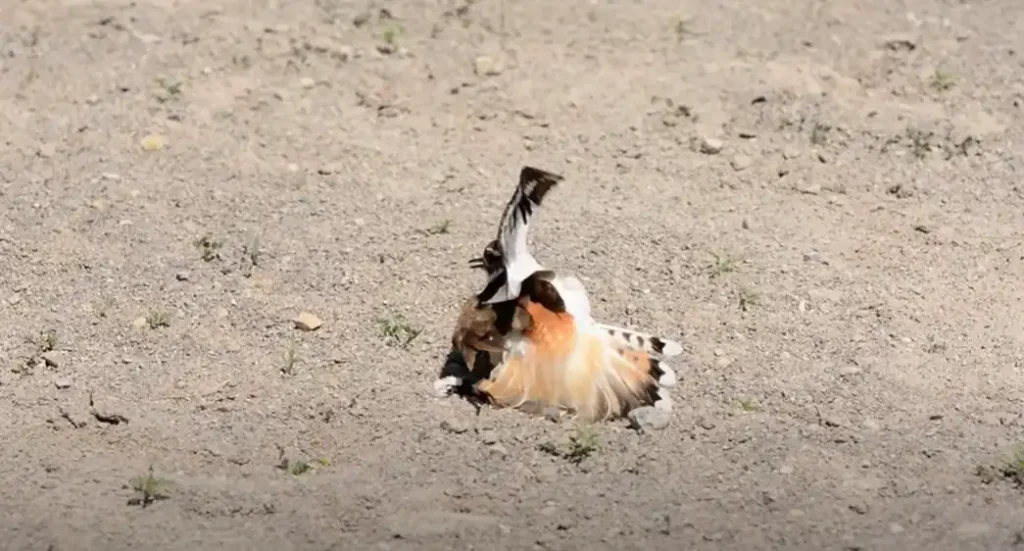 How to Treat a Broken Bird Wing: Expert Tips for Quick Healing