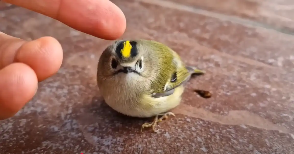 Found a Hurt Bird What Do I Do
