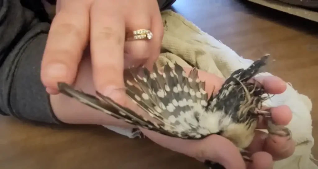 Injured wild bird what to do