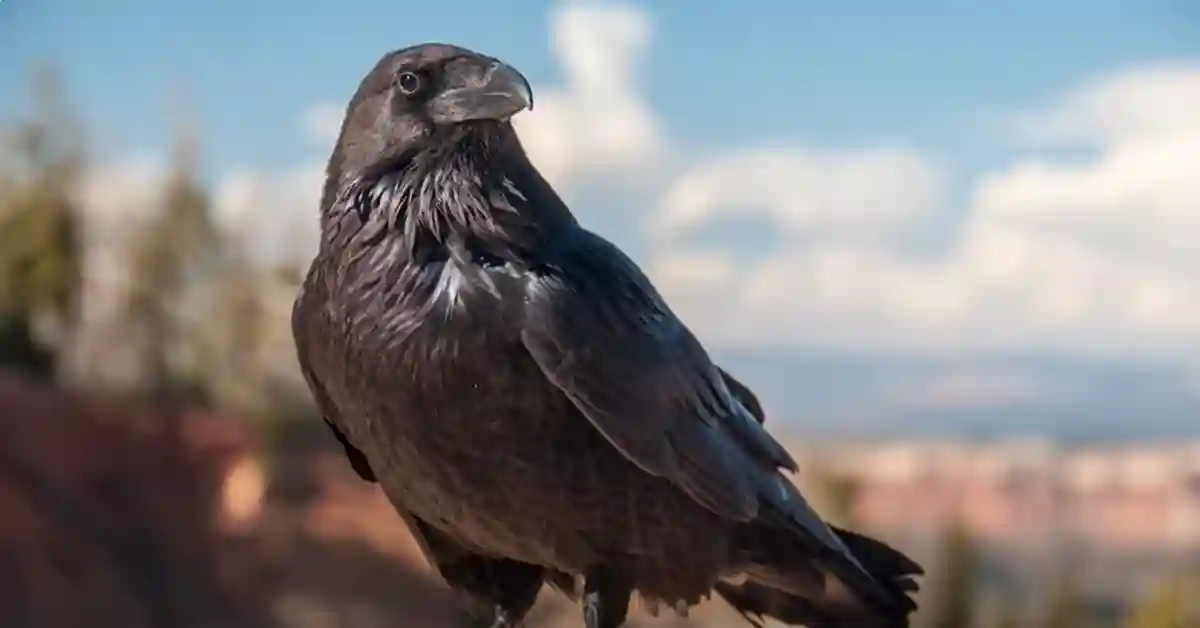 Crow Intelligence Compared to Humans
