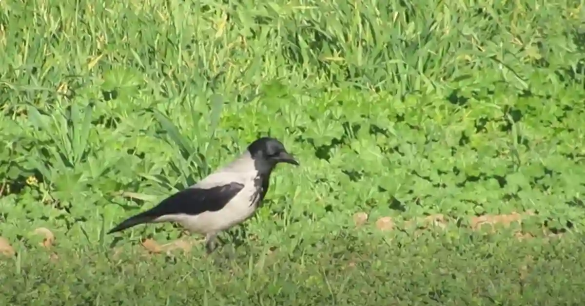 Hooded Crow Lifespan