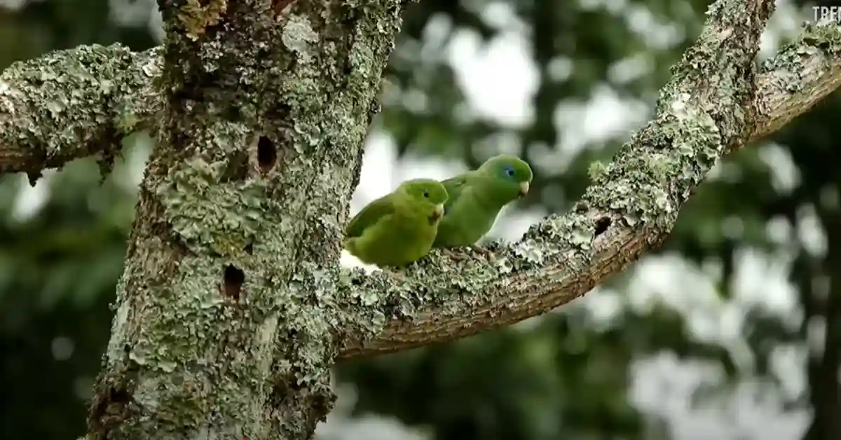 How Many Days Can a Bird Live Without Water​