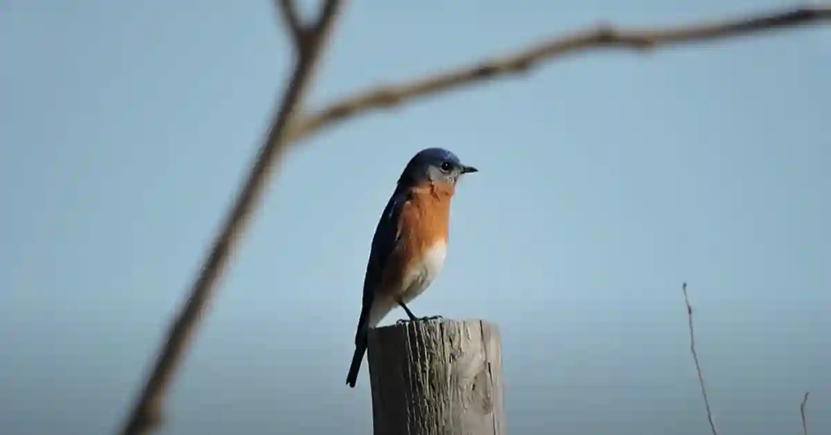 Eastern Bluebird Michigan