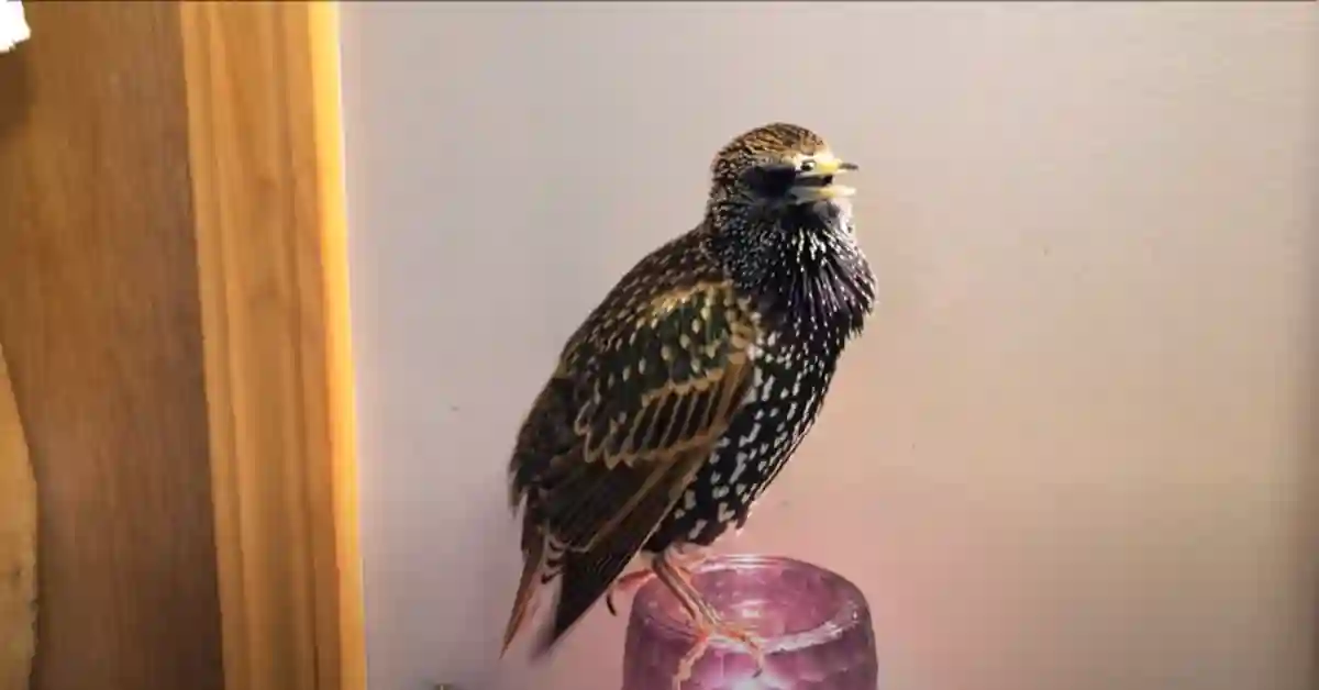 European Starling Hunting
