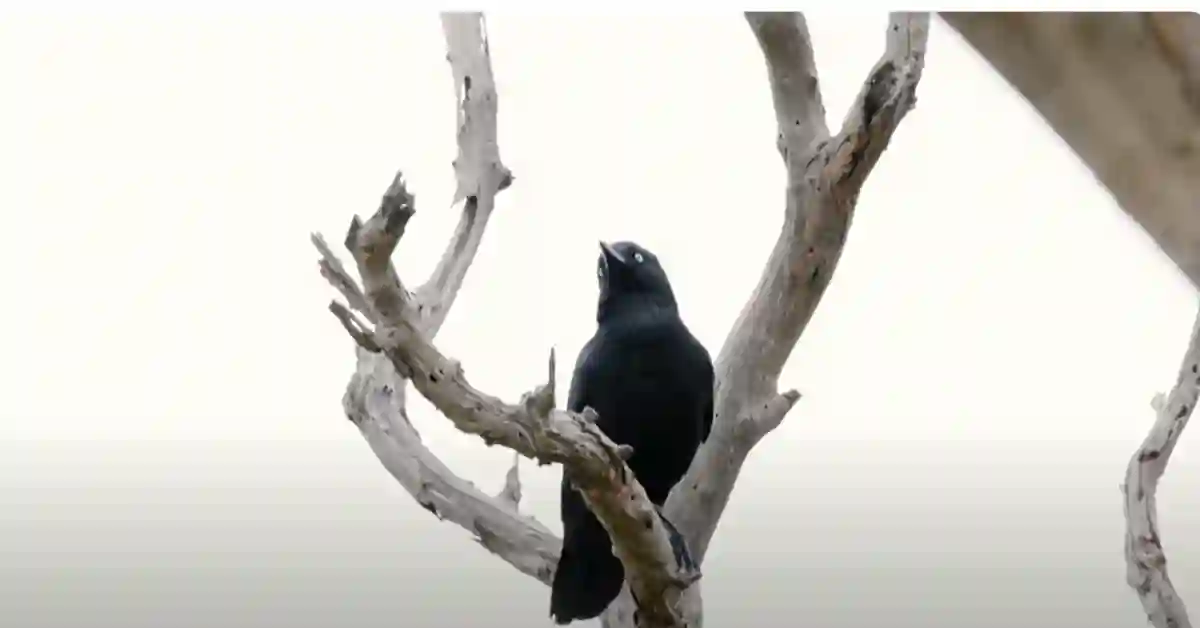 Can Ravens Mimic Human Speech
