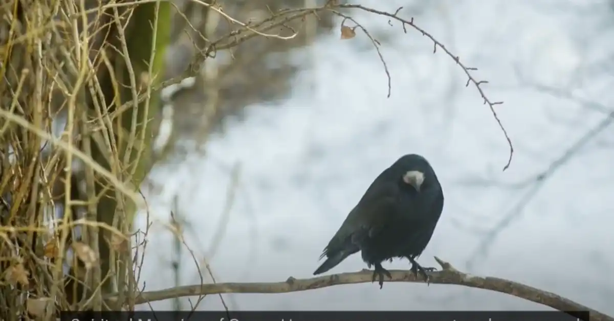 Crow in Dream Spiritual Meaning