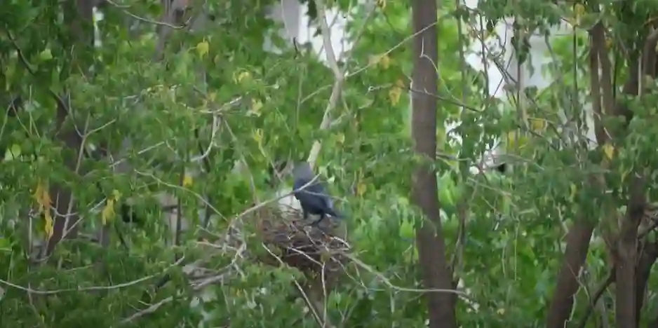 Crow Breeding Season