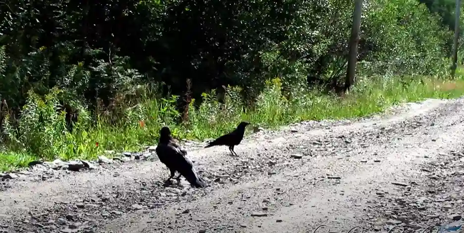 Bird in Crow Family