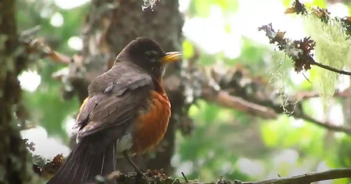 American Robin Winter​