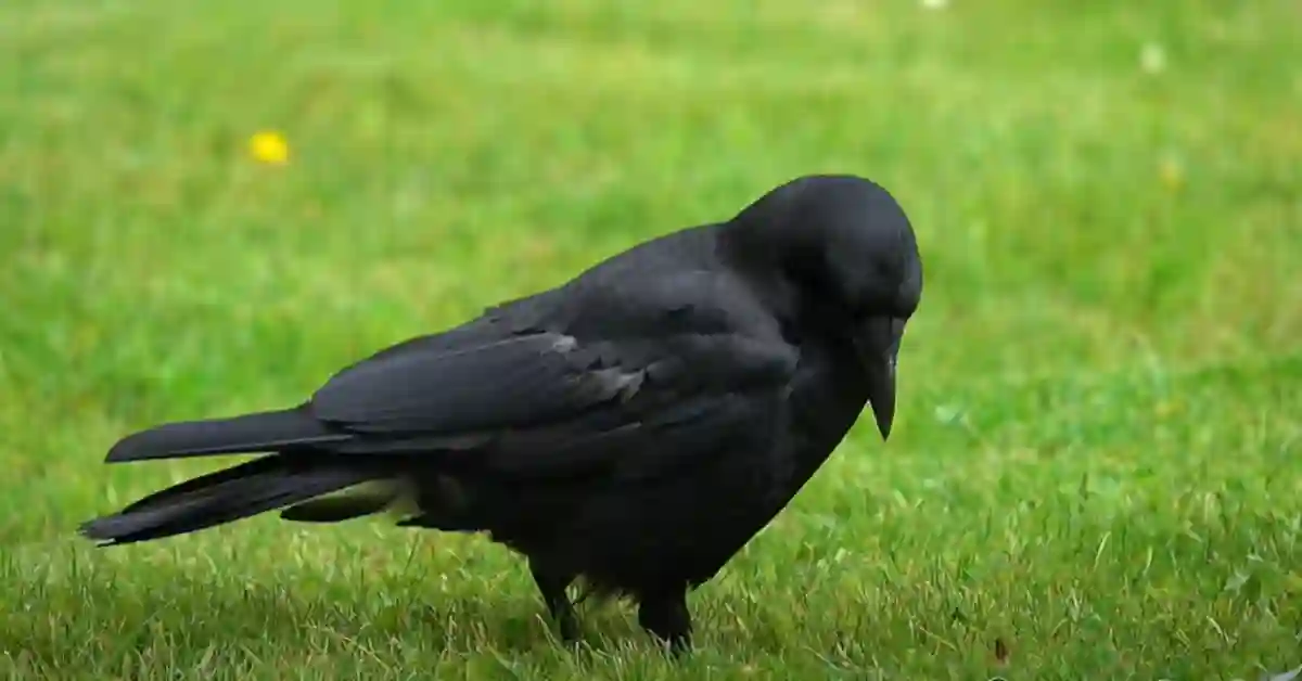 Can Crows Smell Food
