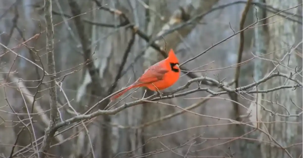 Are Cardinals Friendly Birds
