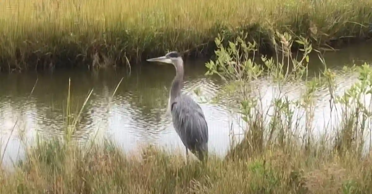 Great Blue Heron Scientific Name