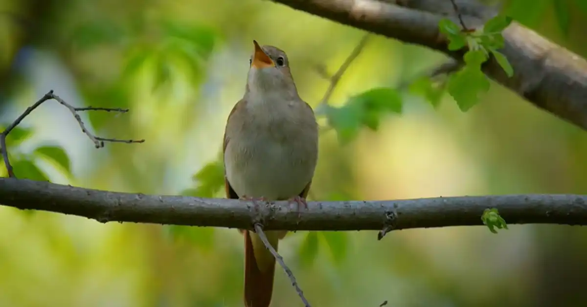 Are Early Birds More Intelligent