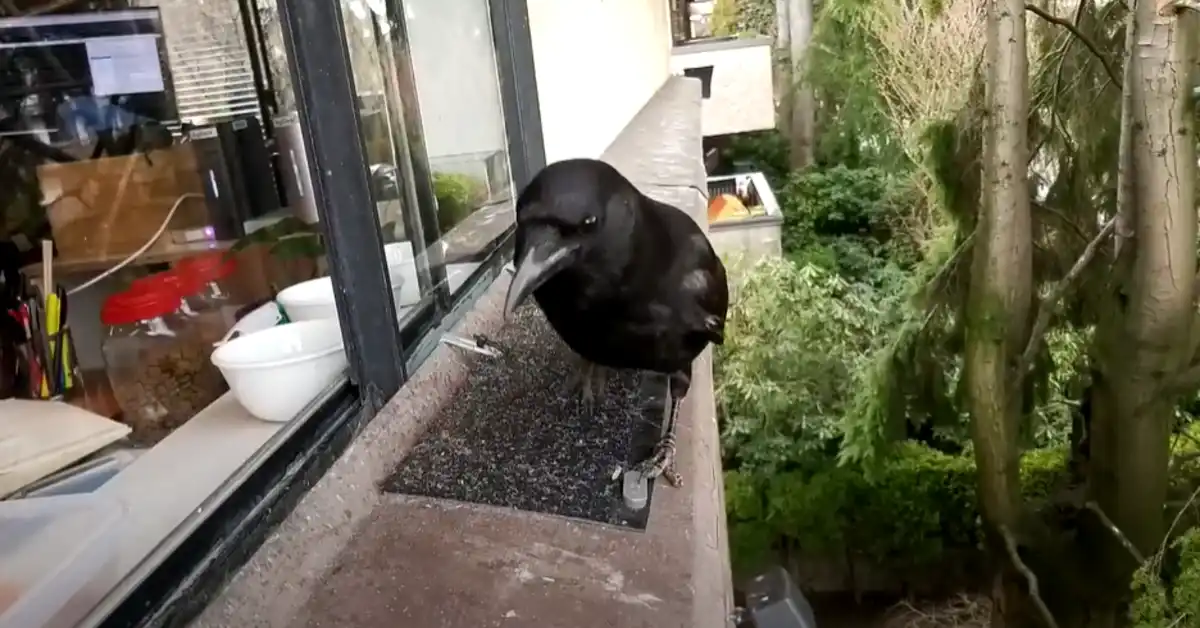 Crow Cawing Outside My Window Spiritual Meaning