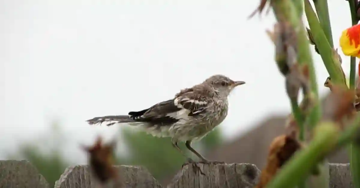 Northern Mockingbird Lifespan