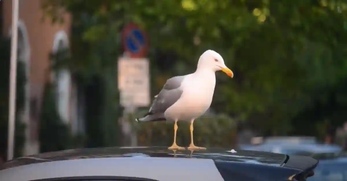 How Many Times a Day Do Birds Poop