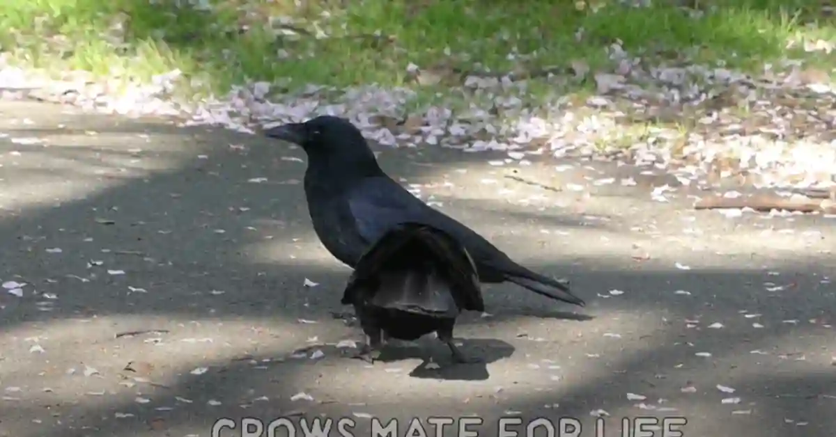 Crow Breeding Season