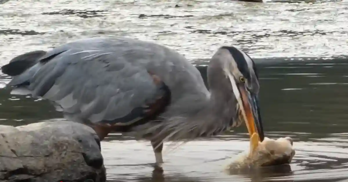 Do Great Blue Herons Migrate