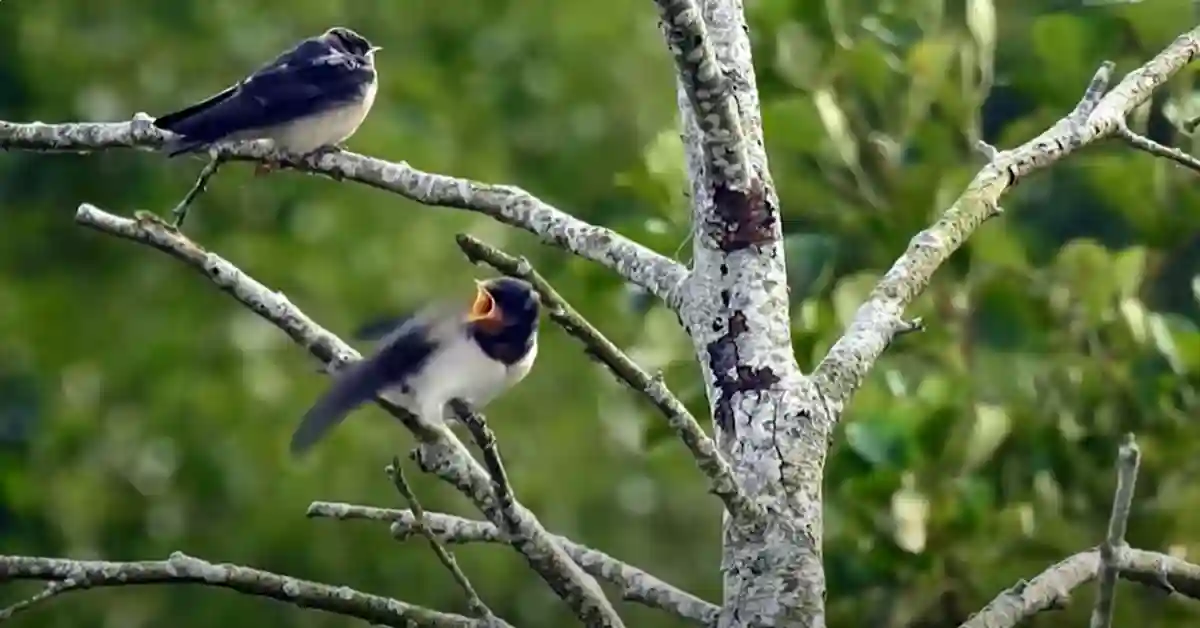 Are Barn Swallows Good to Have Around