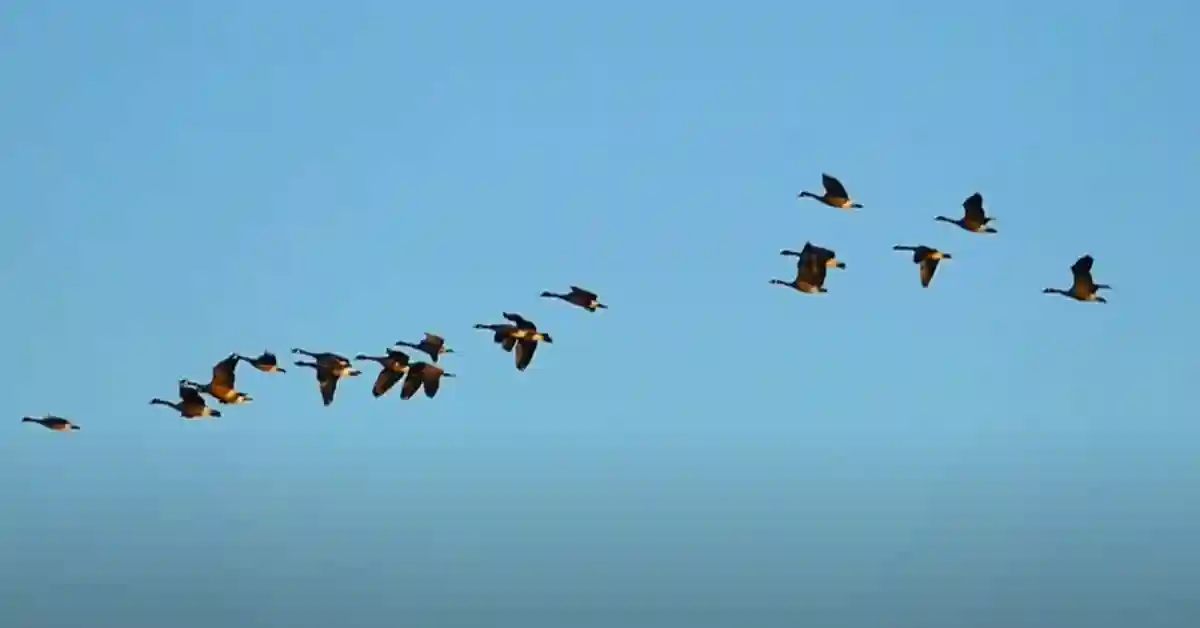 Do Migratory Birds Fly at Night​