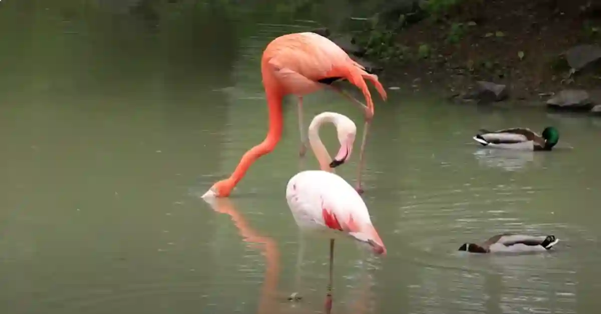 Characteristics of Flamingo Bird
